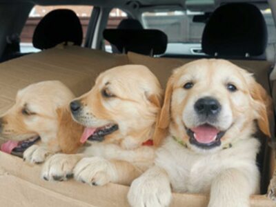 Adorable Golden Retriever Puppies for Sale